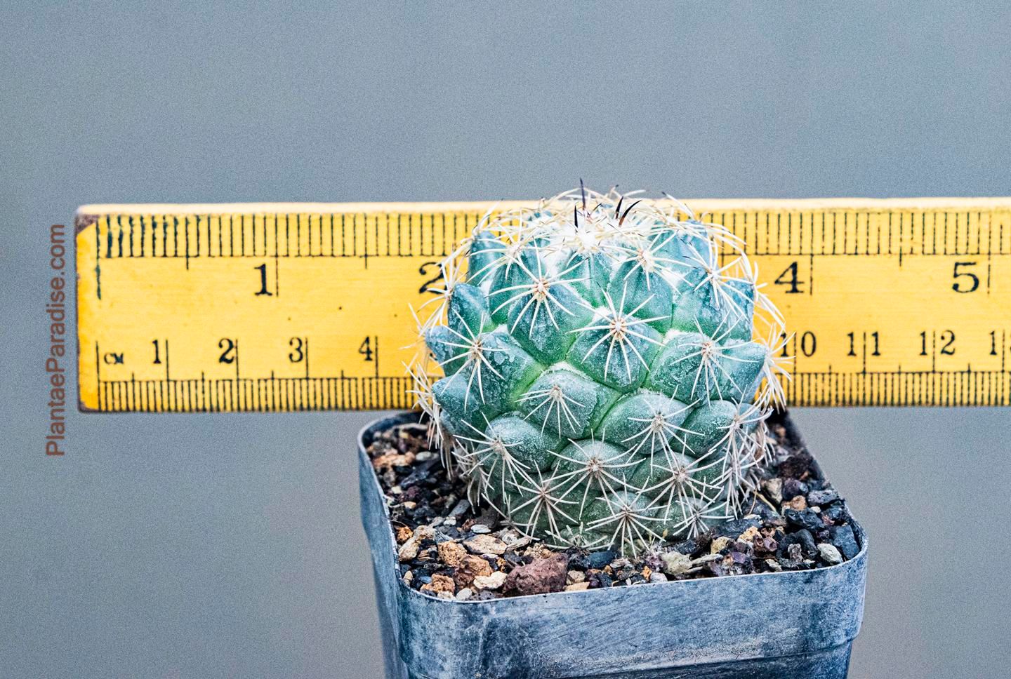 Coryphantha Calipensis Coryphantha Calipensis -Size