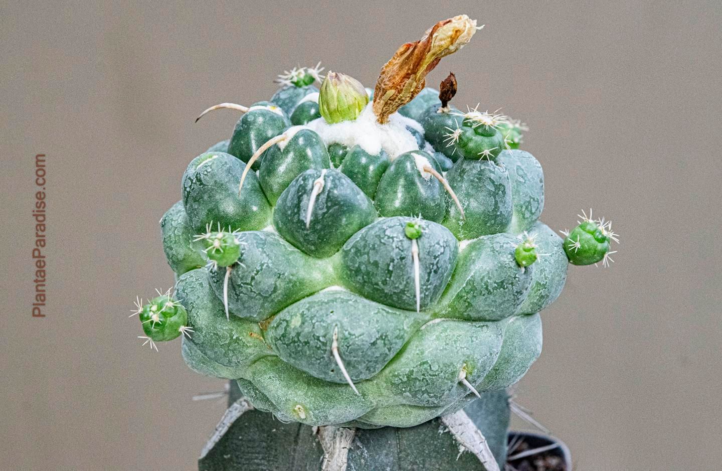 Coryphantha Elephantidens Cv. Tanshi Zougemaru Inermis - top view 