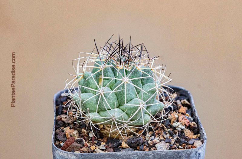 Coryphantha magentae Sierra de la Paila