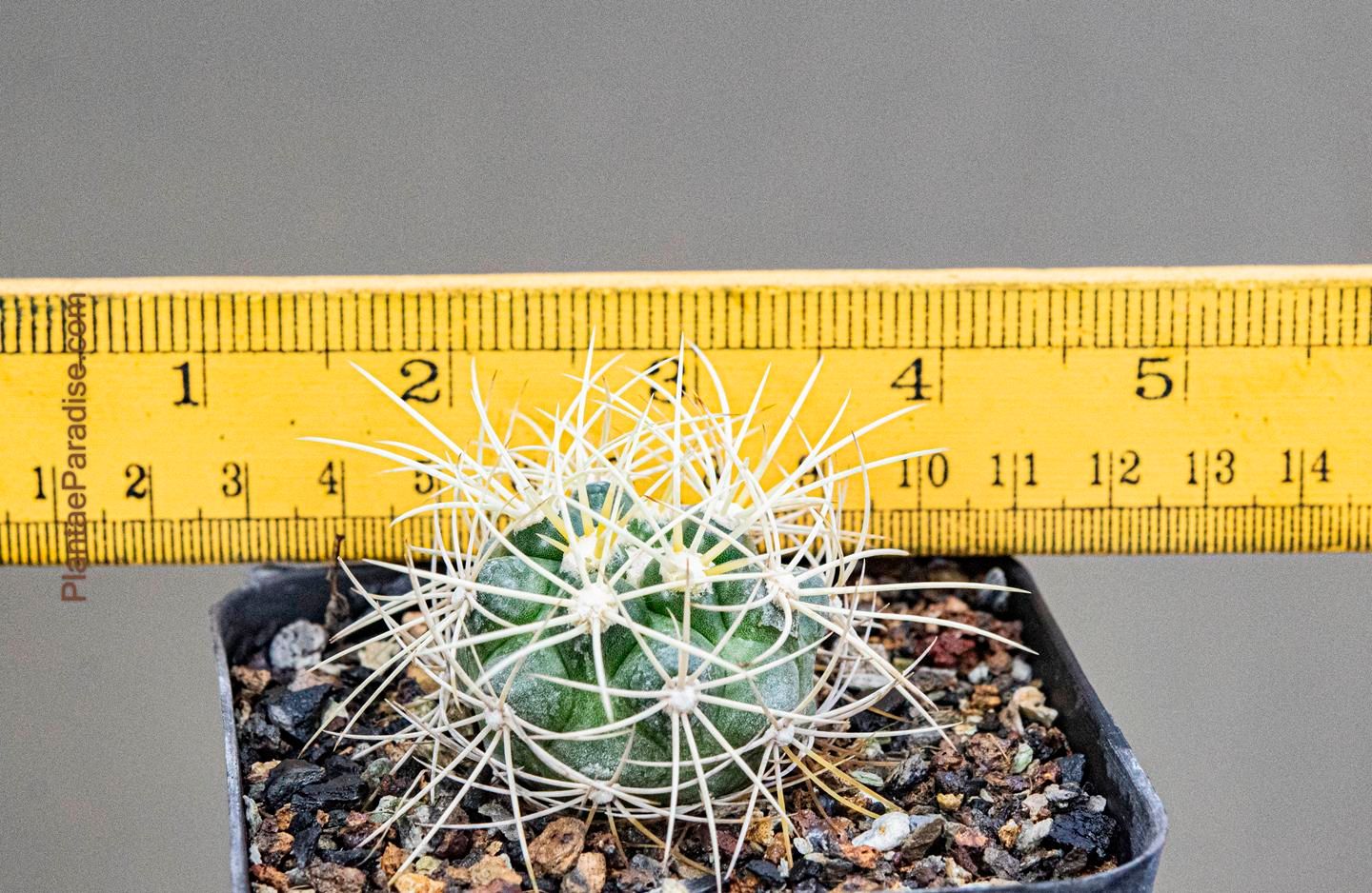 Discocactus albispinus Discocactus albispinus size