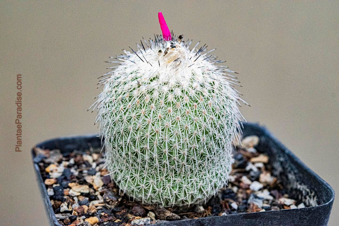 Epithelantha Micromeris Subs. Unguispina