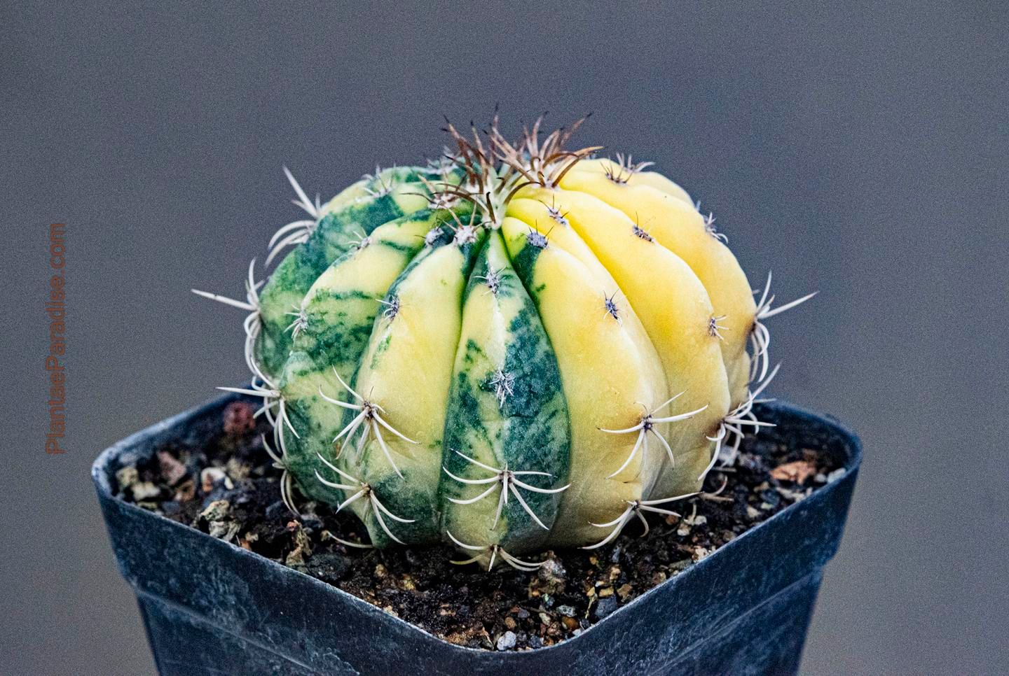 Melocactus Variegated