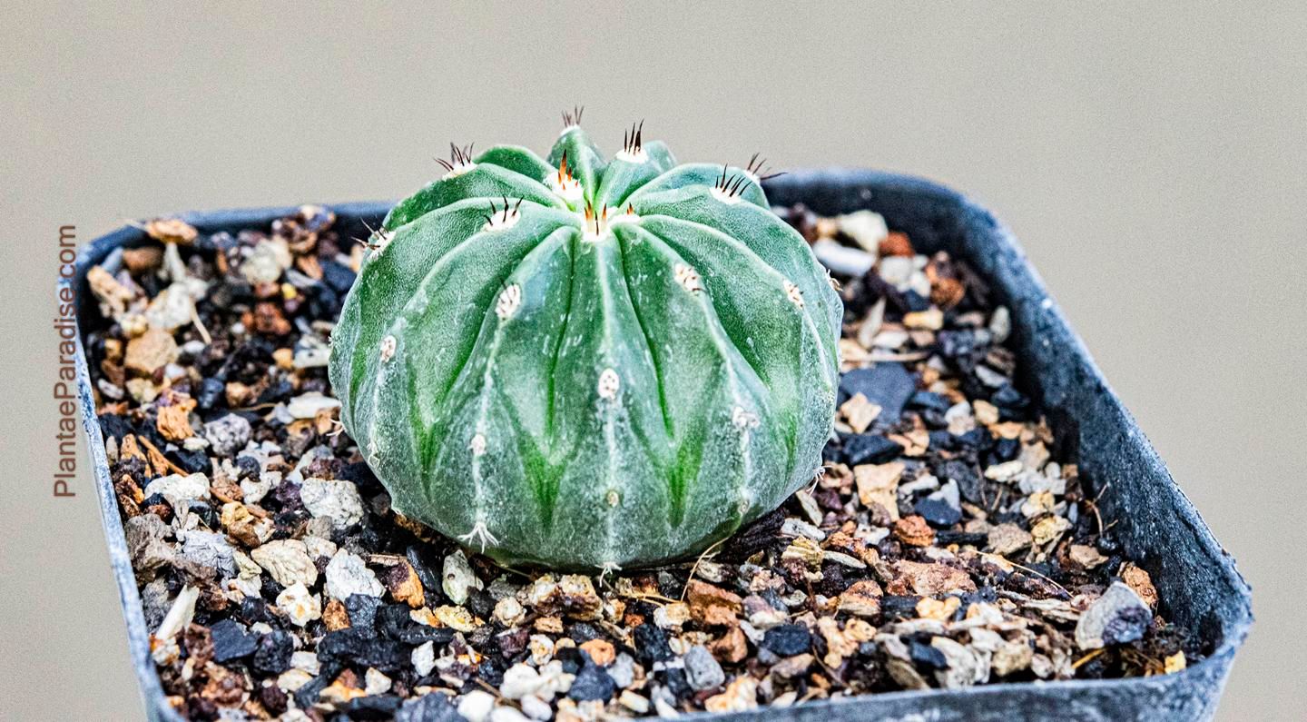 Melocactus maxonii var. inermis