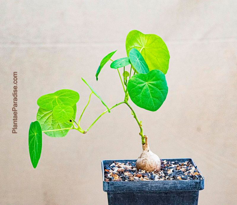 Stephania suberosa Stephania suberosa