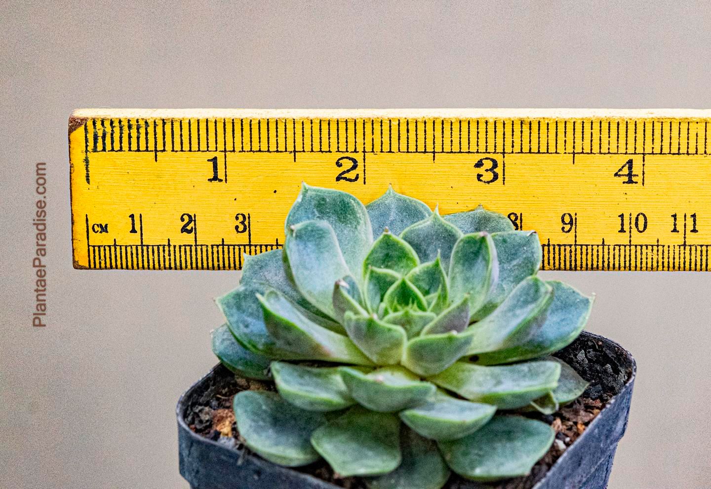 Echeveria cultivar Echeveria cultivar