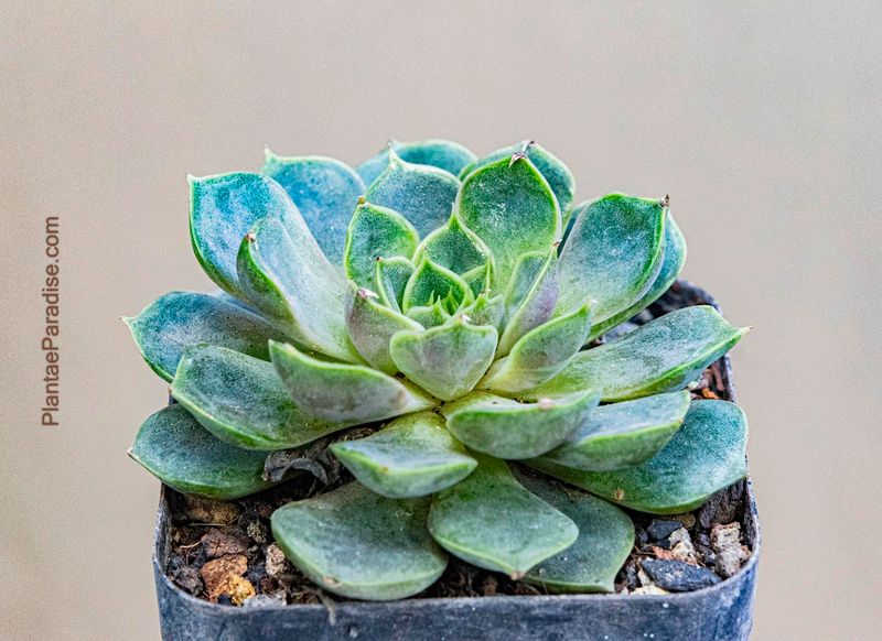 Echeveria cultivar