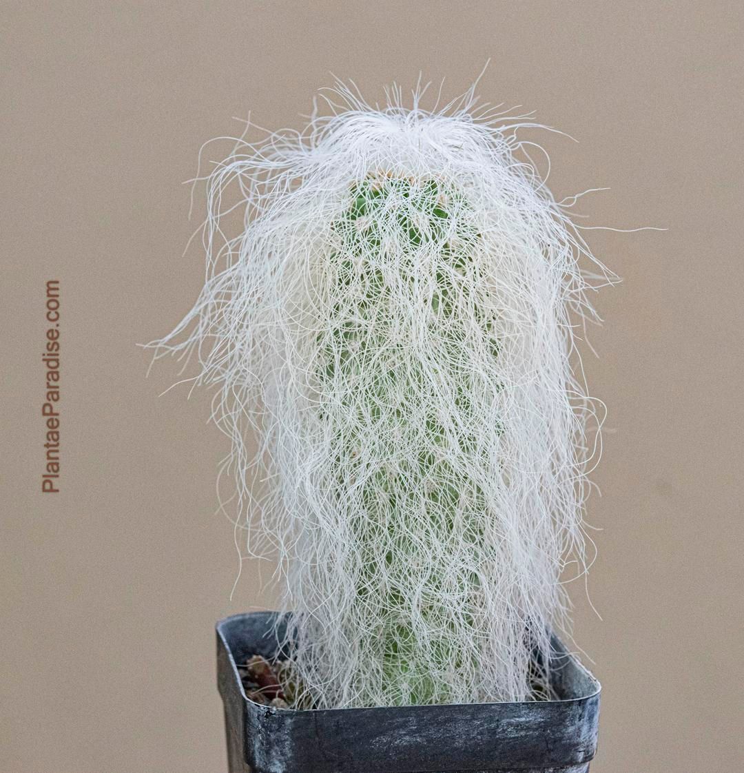 Cephalocereus senilis aka Old man cactus Top View