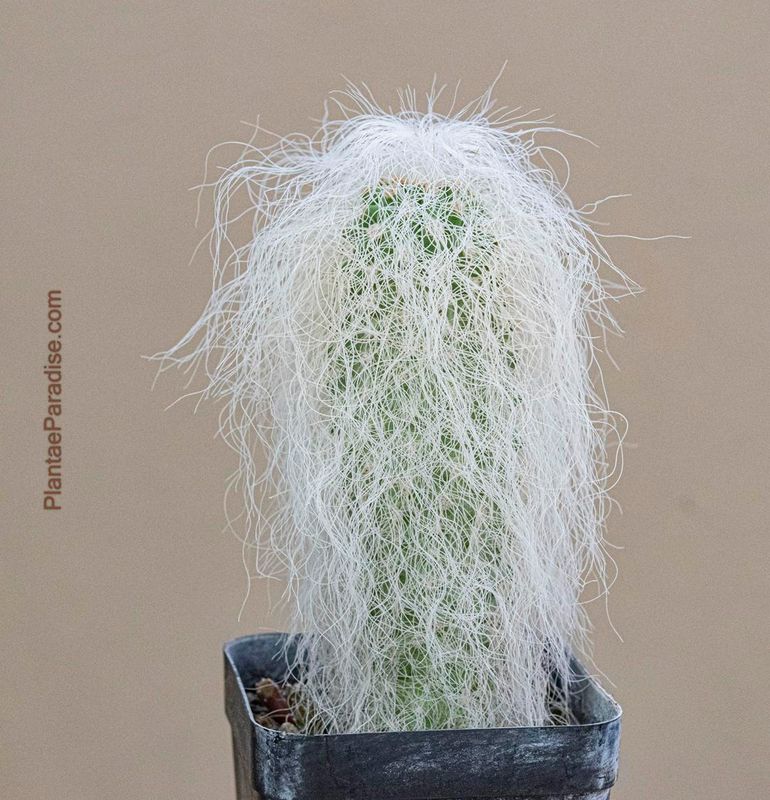 Cephalocereus senilis aka Old man cactus Top View