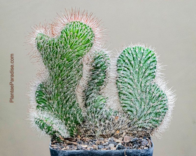Nyctocereus serpentinus f. crest - Top View 
