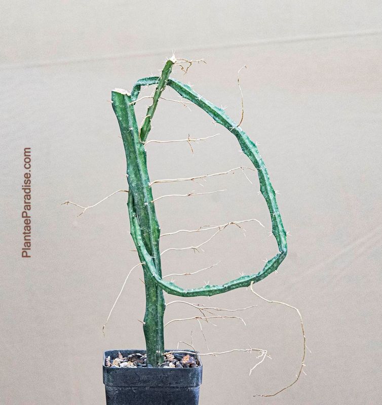 Selenicereus grandiflorus