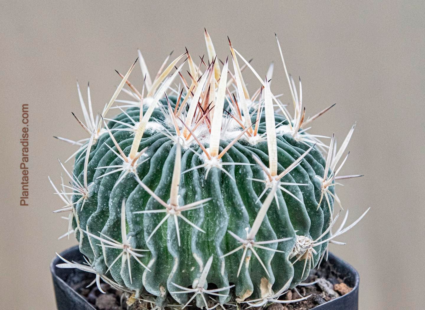 Echinofossulocactus phyllanthus Echinofossulocactus phyllanthus "grandicornis" SB437