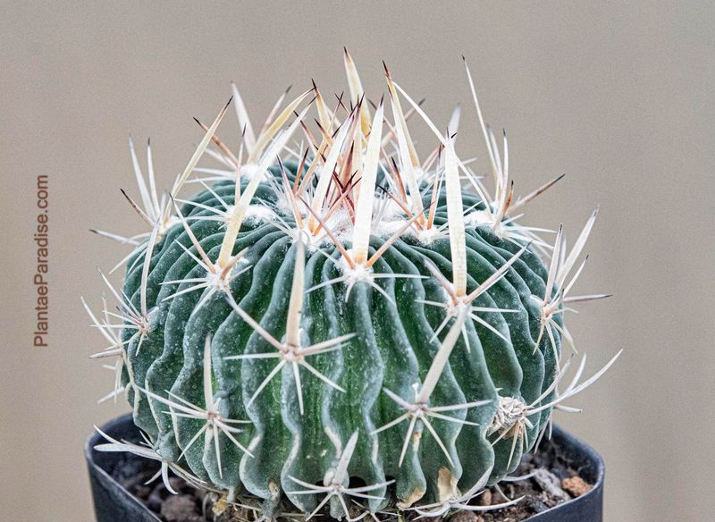 Echinofossulocactus phyllanthus "grandicornis" SB437