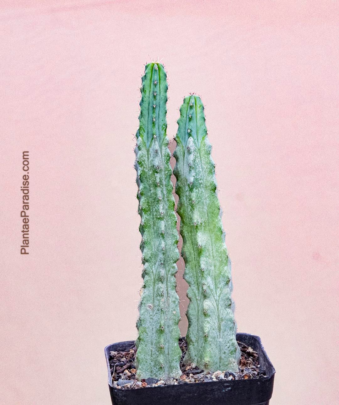 Myrtillocactus geometerizans elite