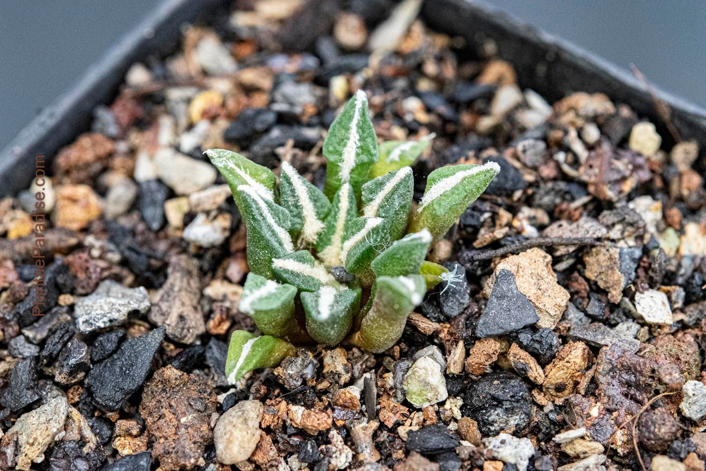 Ariocarpus kotschoubeyanus Ariocarpus kotschoubeyanus