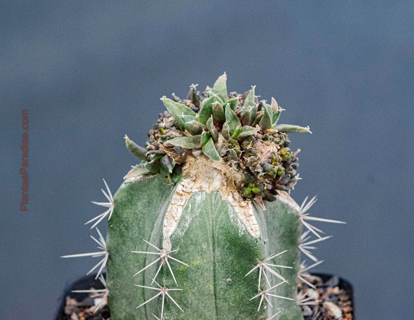 Ariocarpus Retusus Monstrose Crest