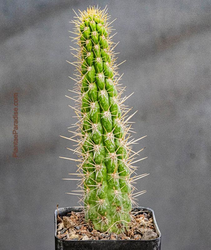 Eulychnia castanea (Native form)