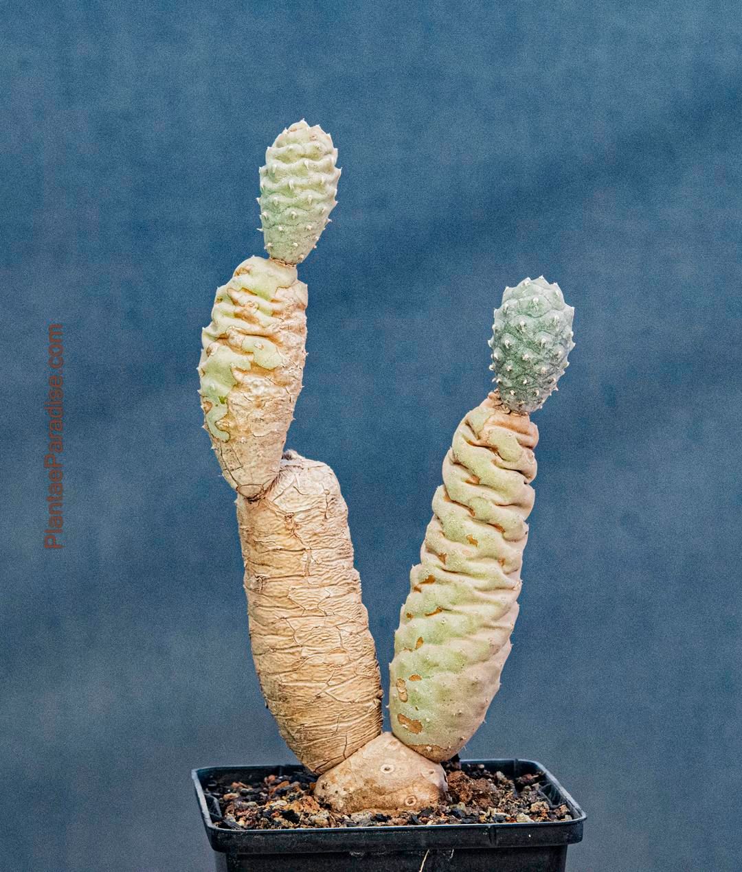 Tephrocactus articulatus var. diadematus forma inermis Tephrocactus articulatus var. diadematus forma inermis