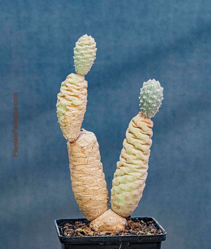 Tephrocactus articulatus var. diadematus forma inermis