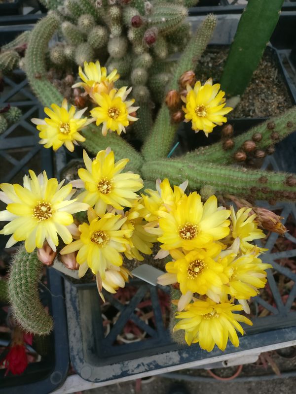Chamaelobivia Dark Yellow hybrid (Peanut Cactus) Chamaelobivia Dark Yellow hybrid (Peanut Cactus) - Yellow Flower