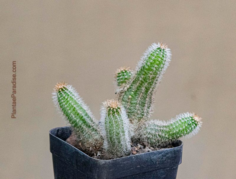 Echinopsis chamaecereus cv. Wotan (Chamaelobivia hybid)