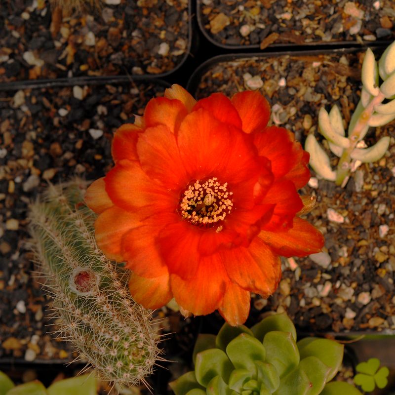 Echinopsis chamaecereus cv. Wotan  (Chamaelobivia hybid)- Flower