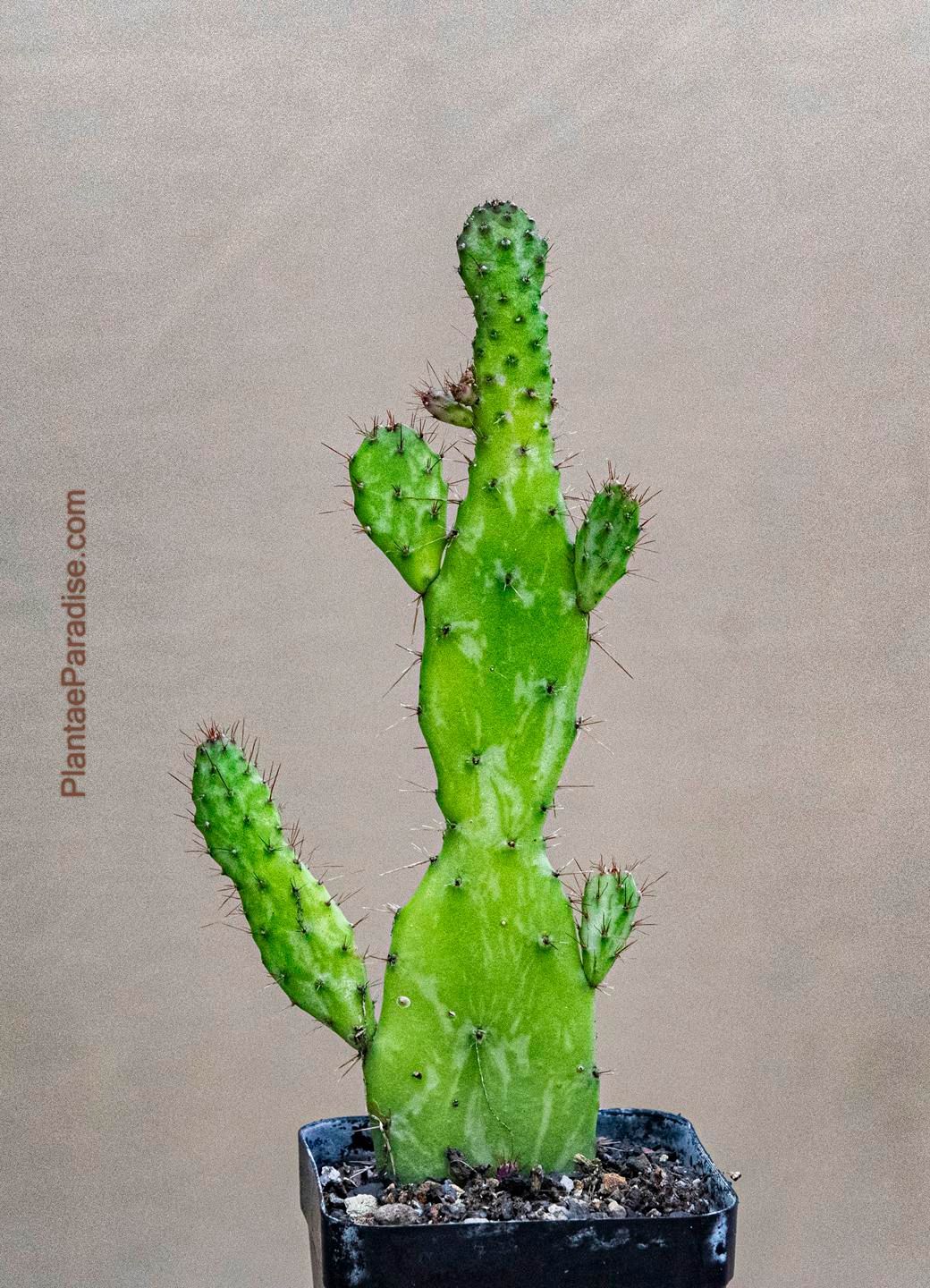 Opuntia monacantha Monstrose "Josephs Coat" Variegated