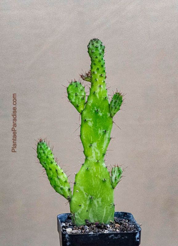 Opuntia monacantha Monstrose "Josephs Coat" Variegated