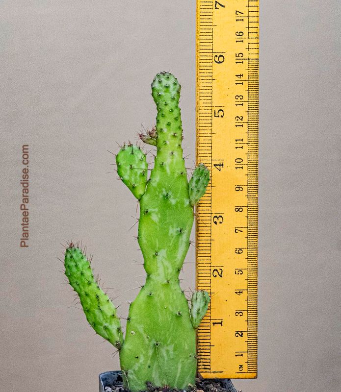 Opuntia monacantha Monstrose "Josephs Coat" Variegated with ruler for size reference
