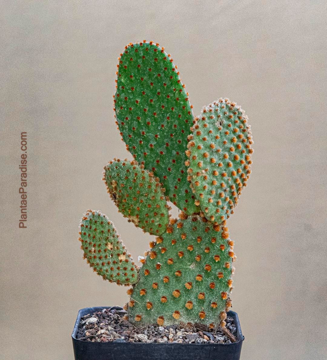 Opuntia Microdasys Red/Brown Glochids