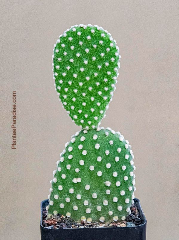 Opuntia microdasys var. albispina