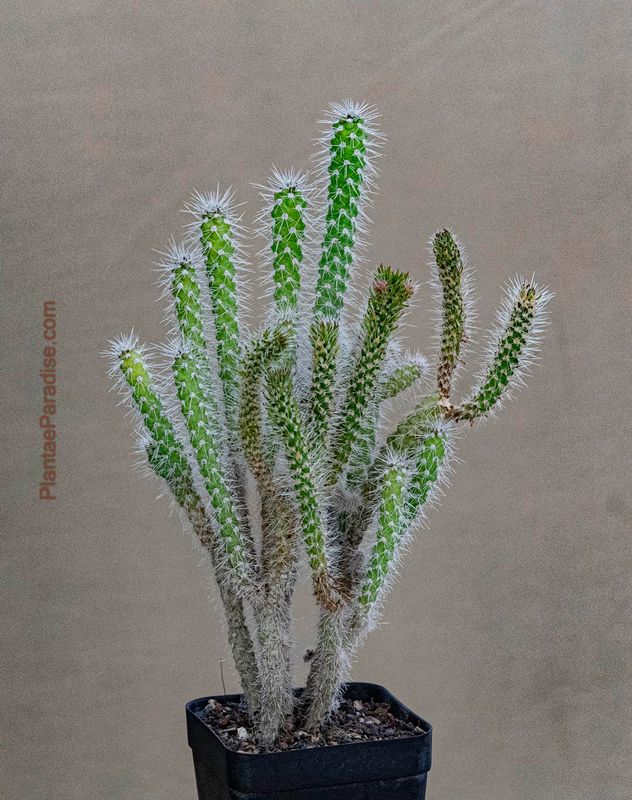 Cylindropuntia Spinosior