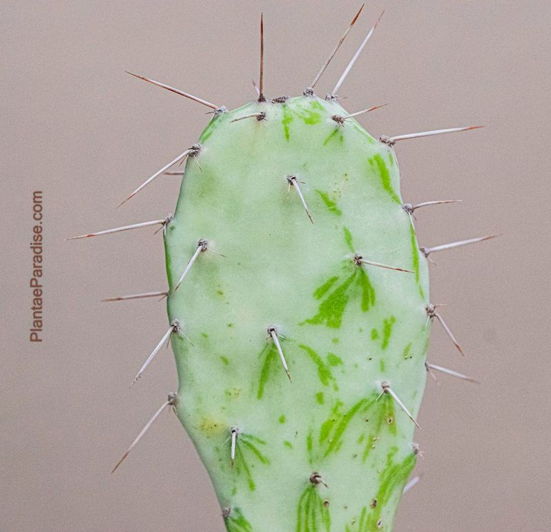 Opuntia Monacantha F. Variegata close-up of pad