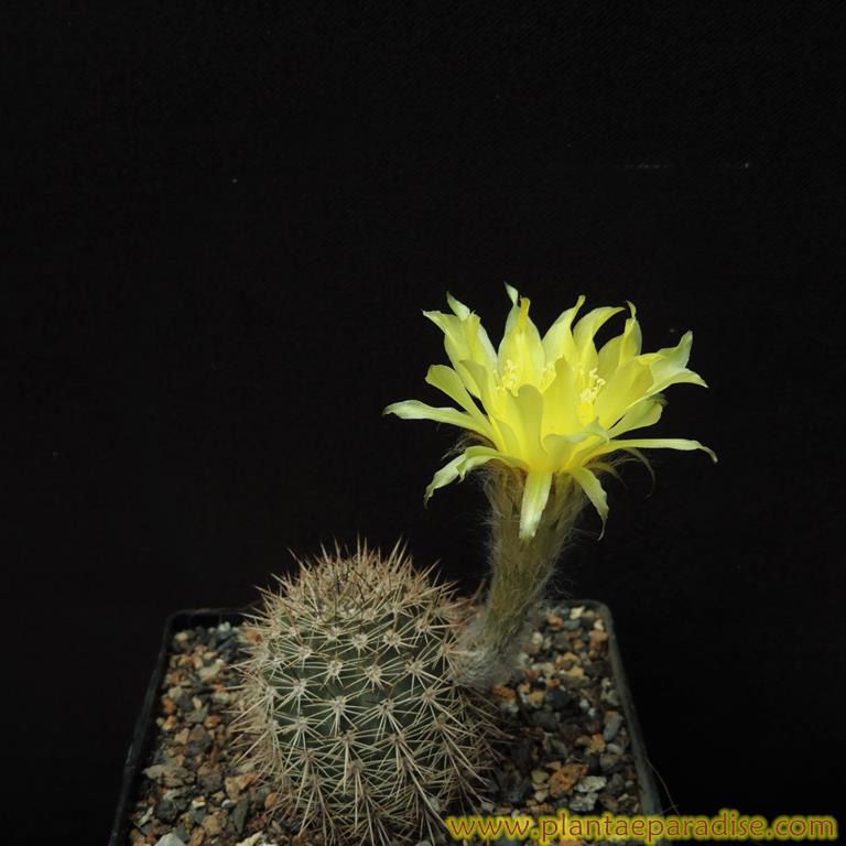 Echinopsis X pseudolobivia aurea R101 v sierragrande Echinopsis X pseudolobivia aurea R101 v sierragrande-Flower