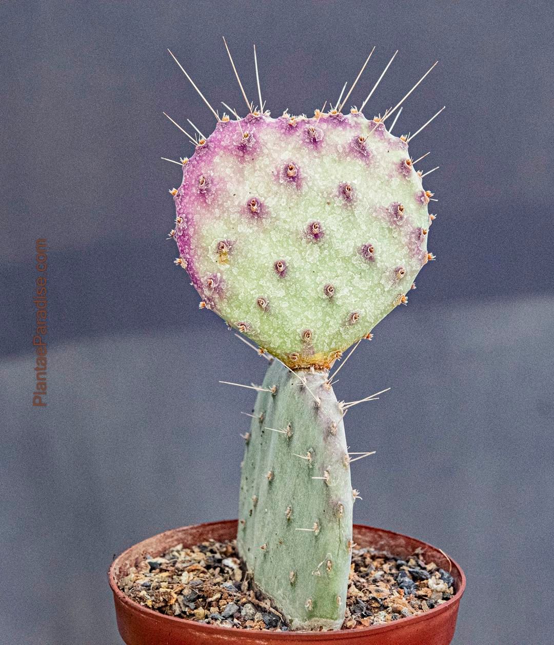 Opuntia basilaris 'Baby Rita' (Prickly Pear)