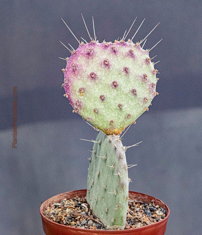 Opuntia basilaris 'Baby Rita' (Prickly Pear)