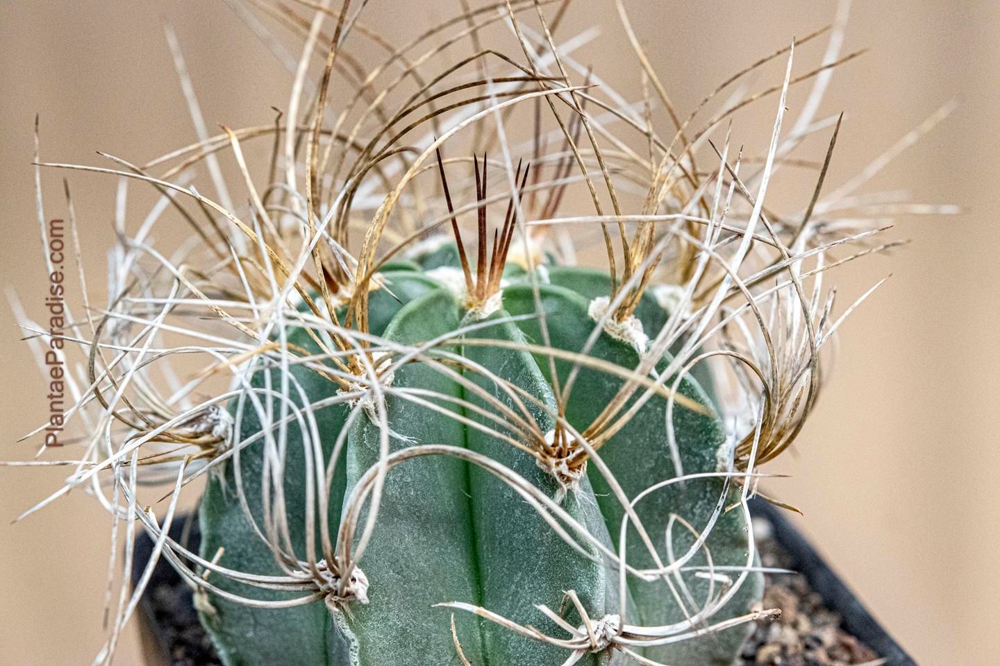 Astrophytum capricorne var. aureum