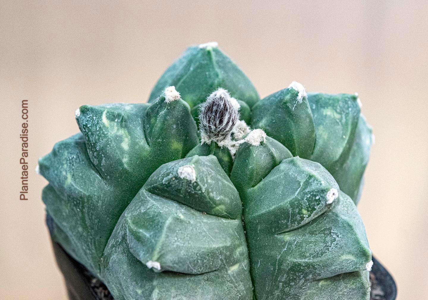 Astrophytum Myriostigma cv KIKKO (Big Teeth) -
Top view