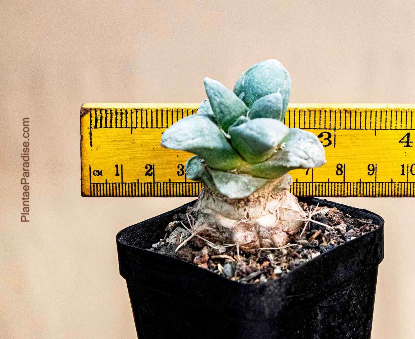 Ariocarpus retusus cv cauliflower Size