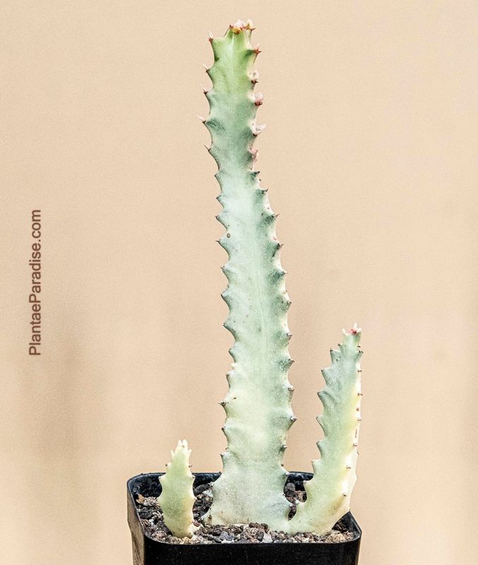 Euphorbia lactea cv. White Ghost Euphorbia lactea cv. White Ghost