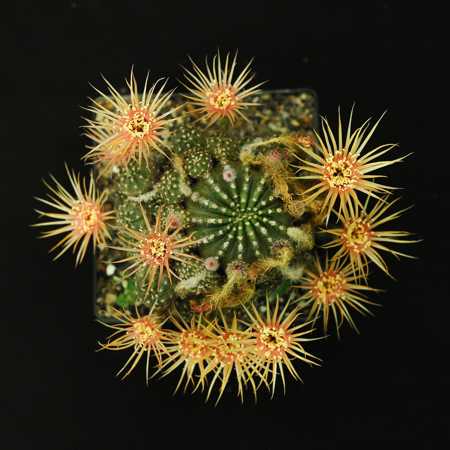 Echinopsis hybrid Fire Cracker Yellow /Orange Echinopsis hybrid Fire Cracker Yellow /Orange