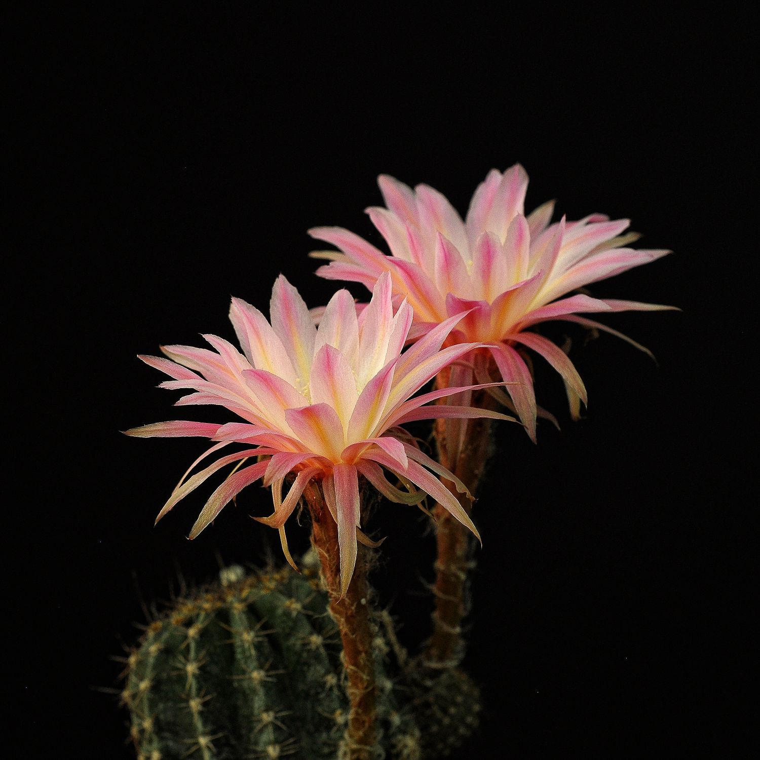 Echinopsis hybrid Alastor