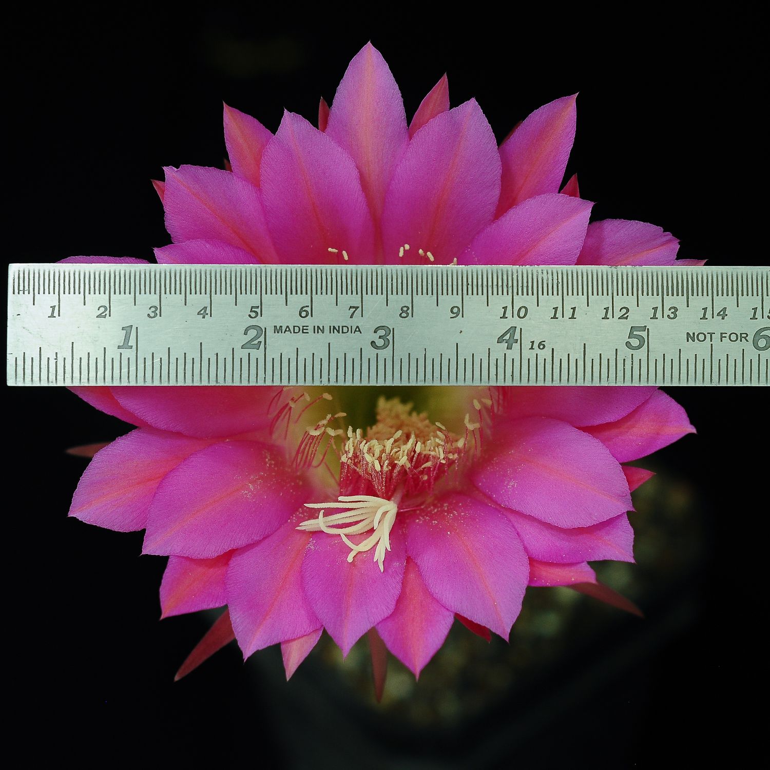 Trichocerous Hauscha Hybrid Pink