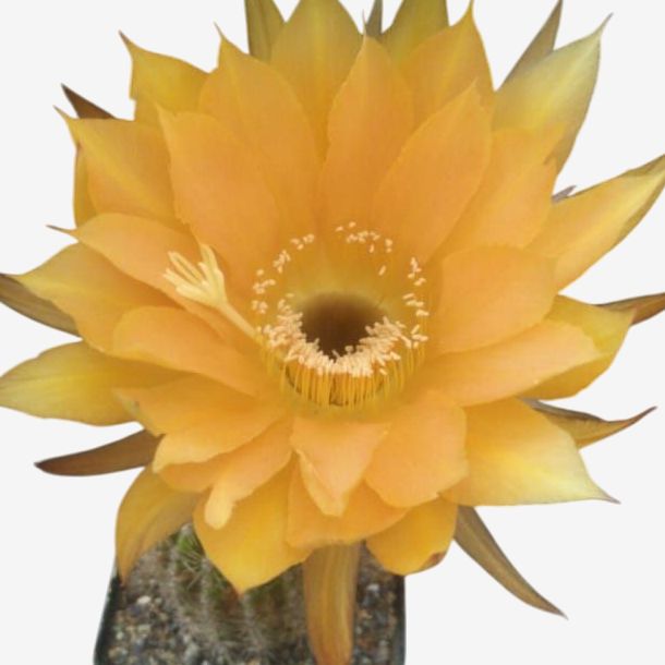 Echinopsis hybrid Barbara S