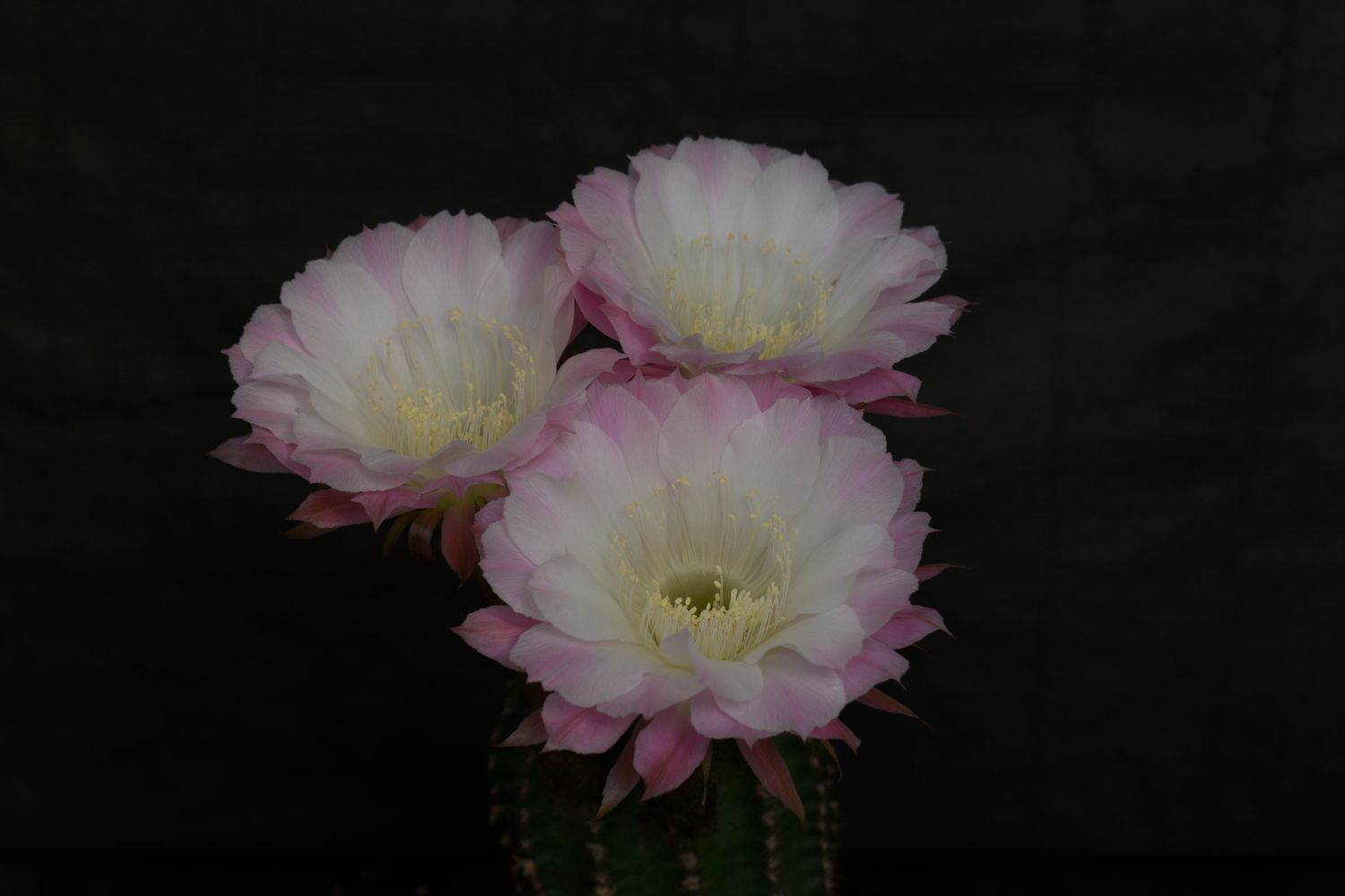 Echinopsis hybrid Brienne