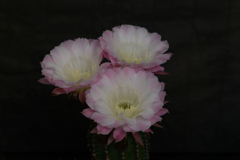 Echinopsis hybrid Brienne
