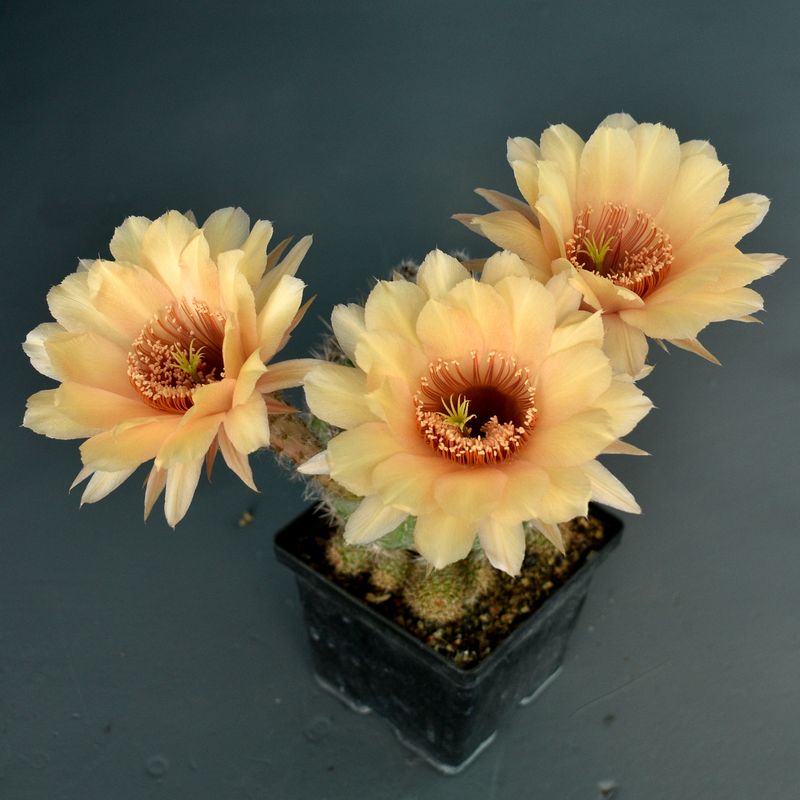 Echinopsis hybrid La Reina