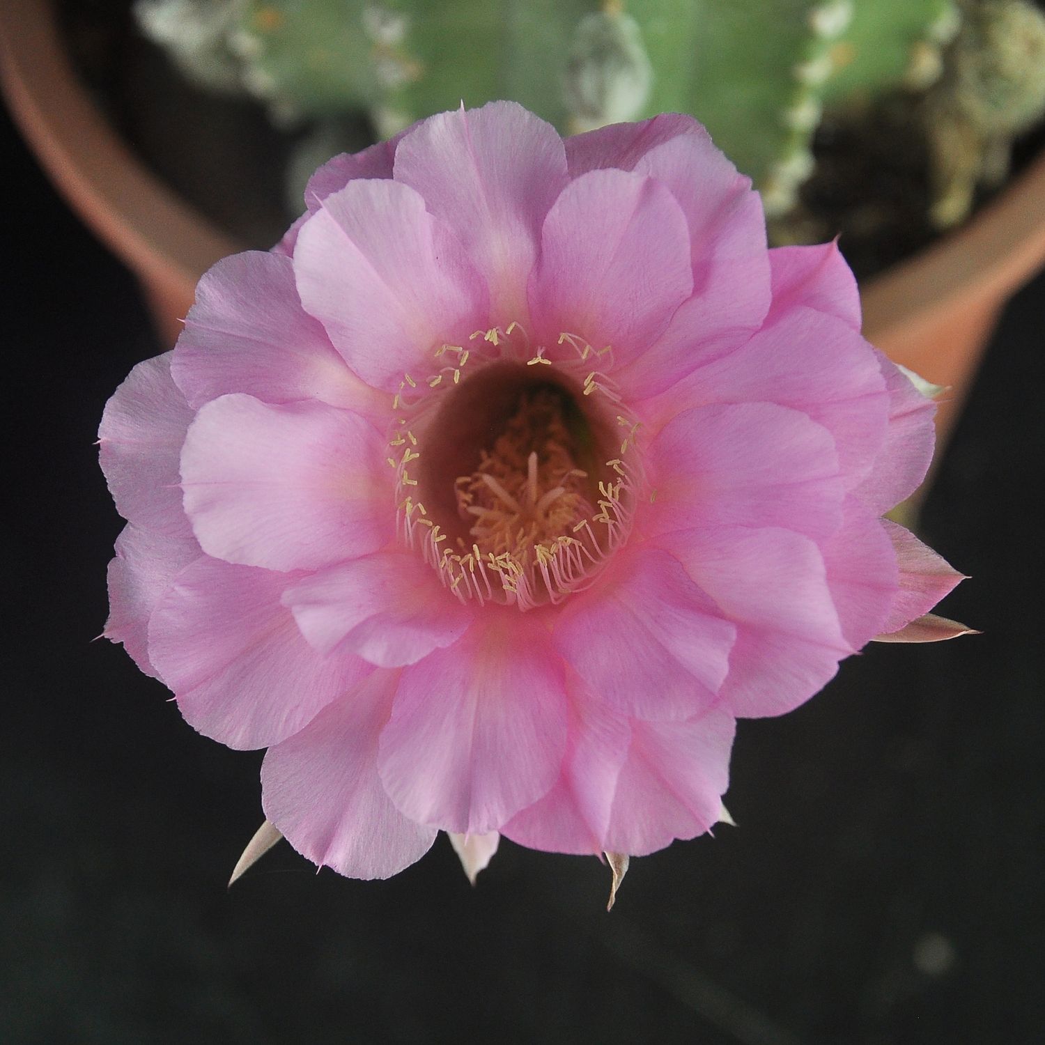 Echinopsis Hybrid Misty Mountain