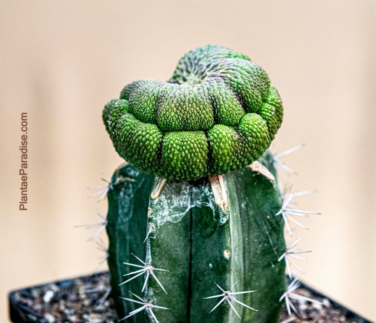 Rebutia krainziana cv. Inermis Crest