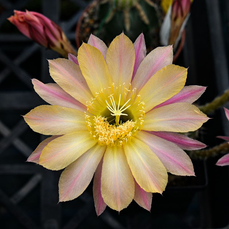 Echinopsis hybrid Lagertha