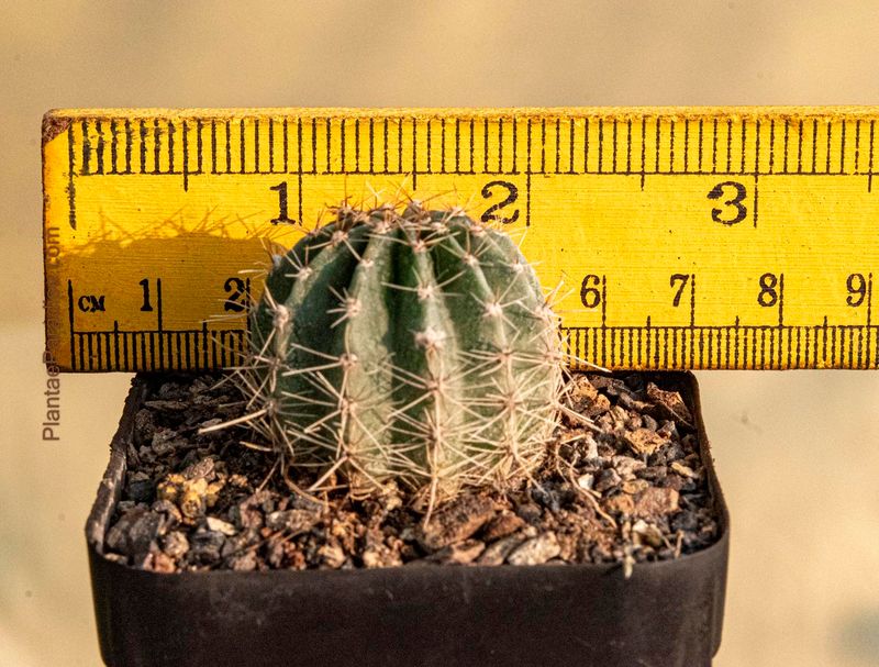 Echinopsis hybrid Takeda with ruler for size reference